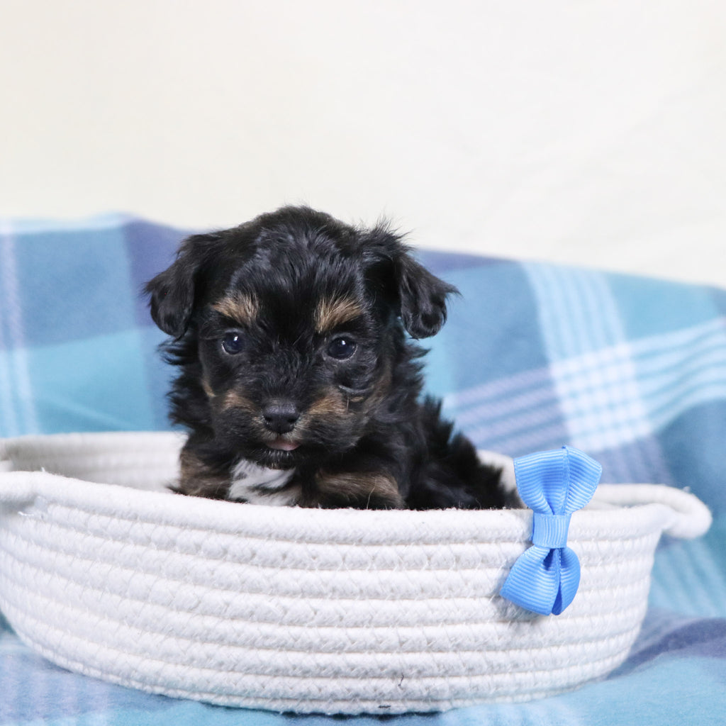 Leonardo - Available 2/11