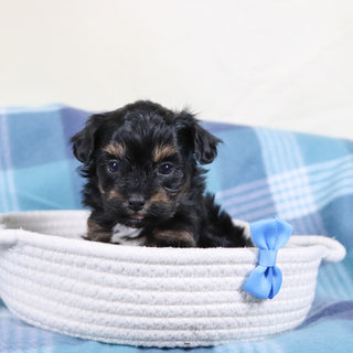 Leonardo - Available Now