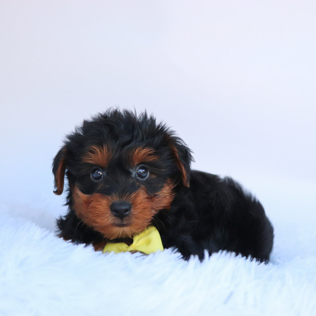 Liam - Available Now