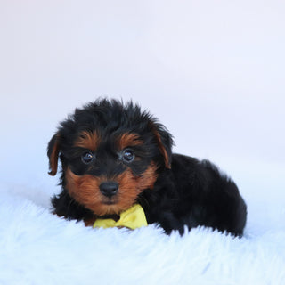 Liam - Available Now