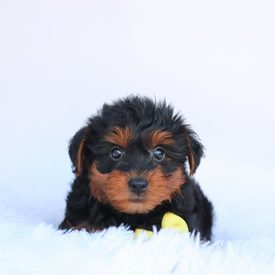 Liam - Available Now