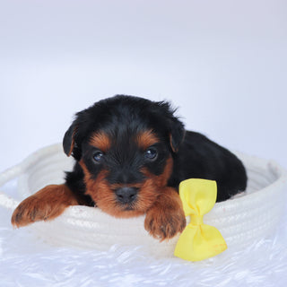 Liam - Available Now