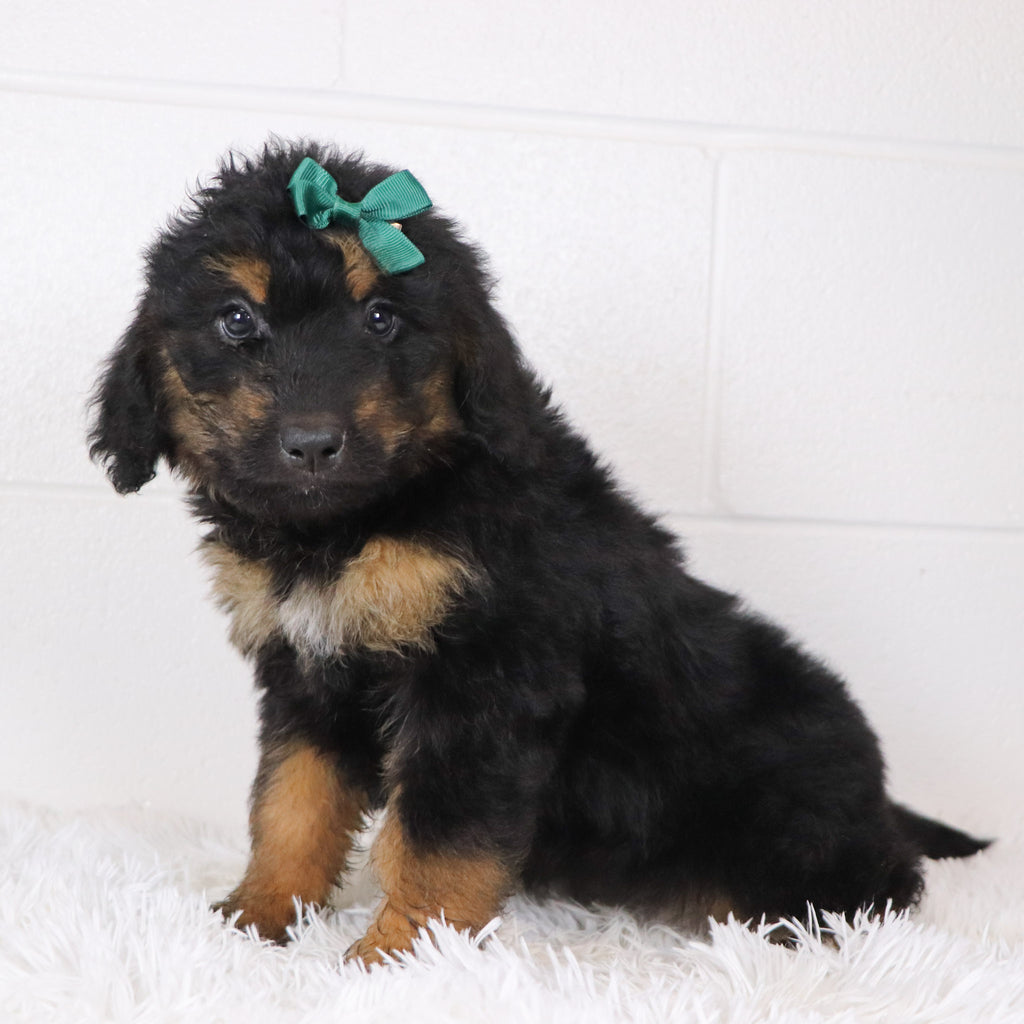 Lila - Available 1/15