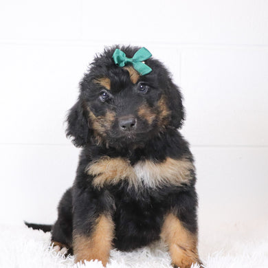 Lila - Available 1/15