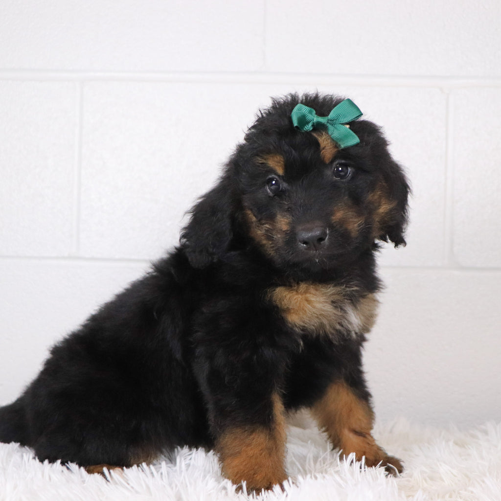 Lila - Available 1/15