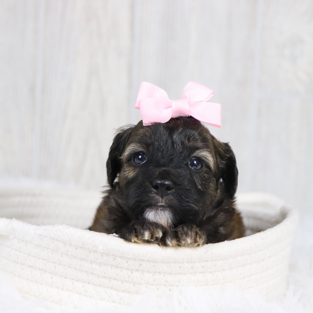 Linda - Available 2/11