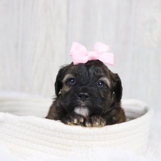 Linda - Available 2/11