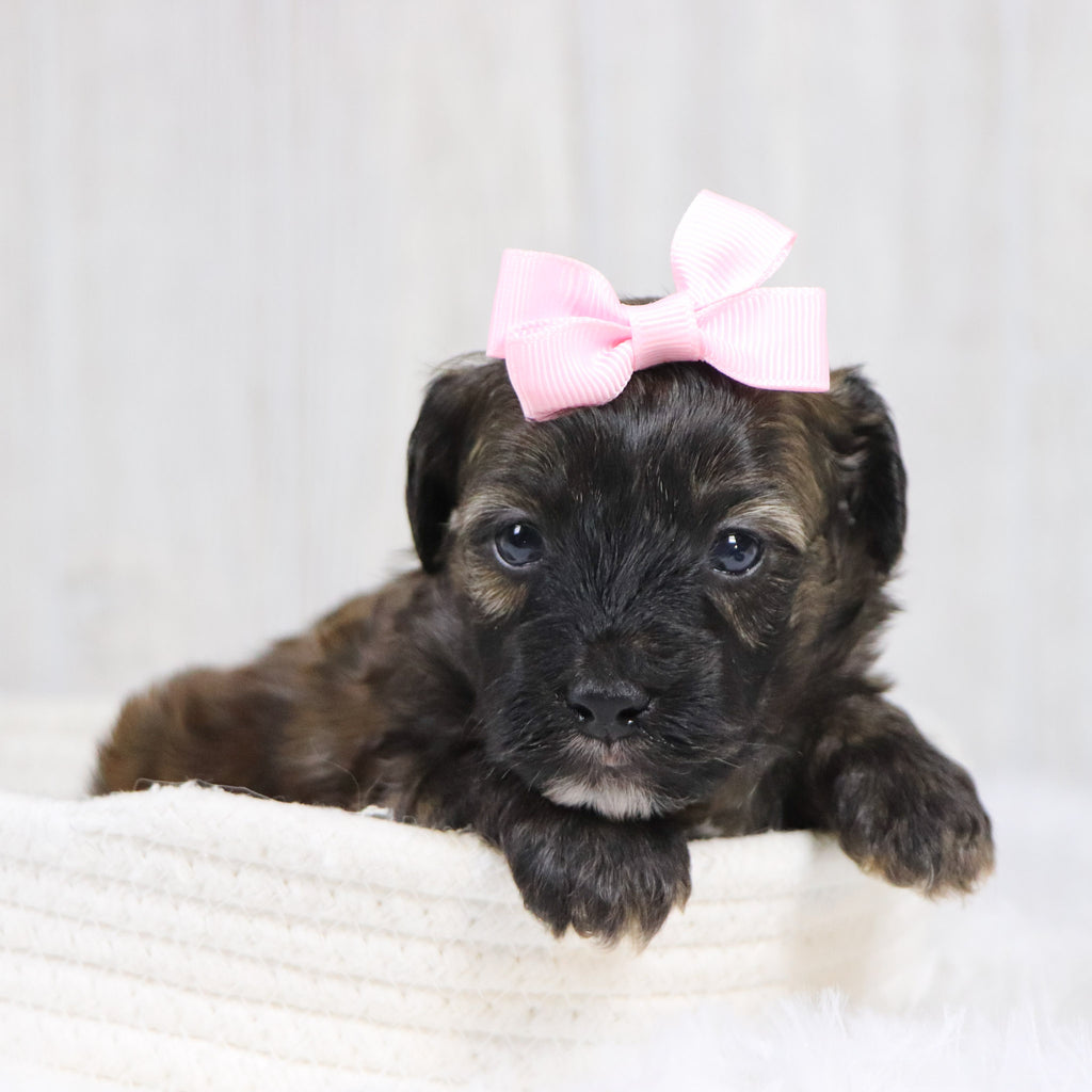 Linda - Available 2/11