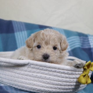 Link - Available 2/11