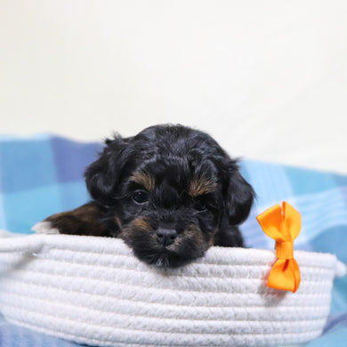 Linus - Available 2/11