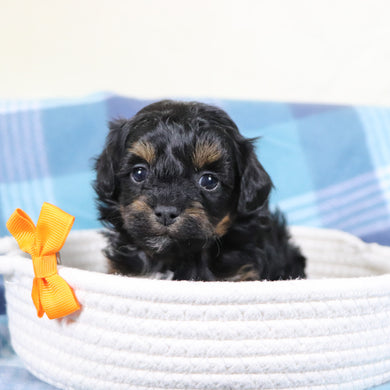 Linus - Available 2/11