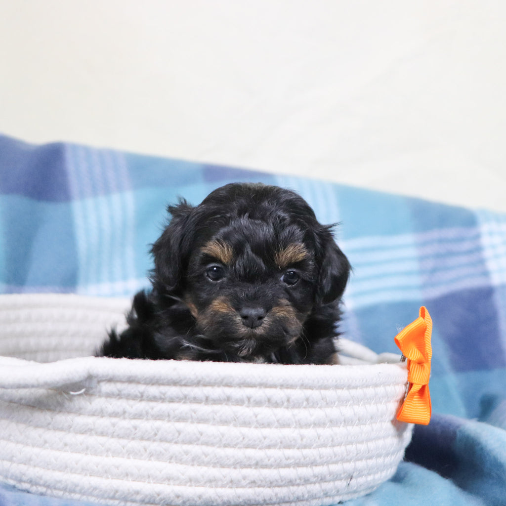 Linus - Available 2/11