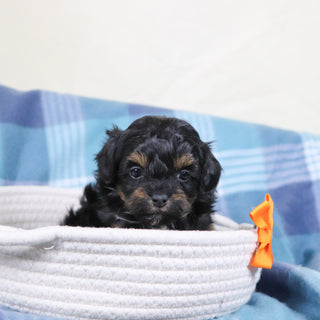 Linus - Available Now