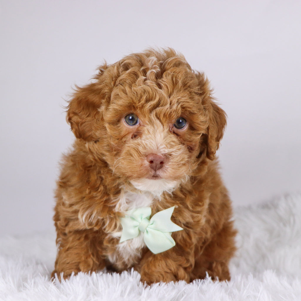 Logan - Available 11/26