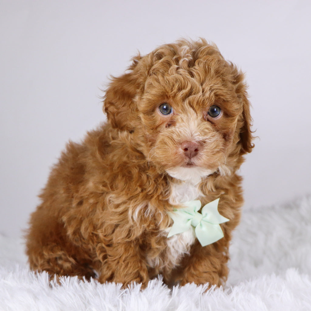 Logan - Available 11/26