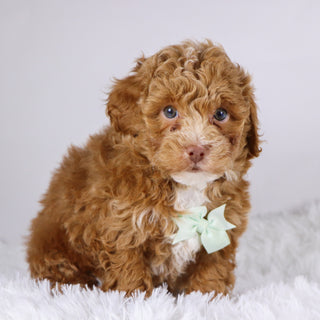 Logan - Available 11/26