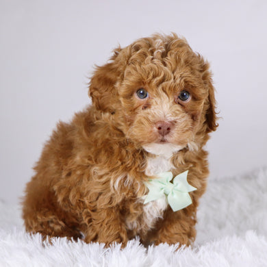 Logan - Available 11/26