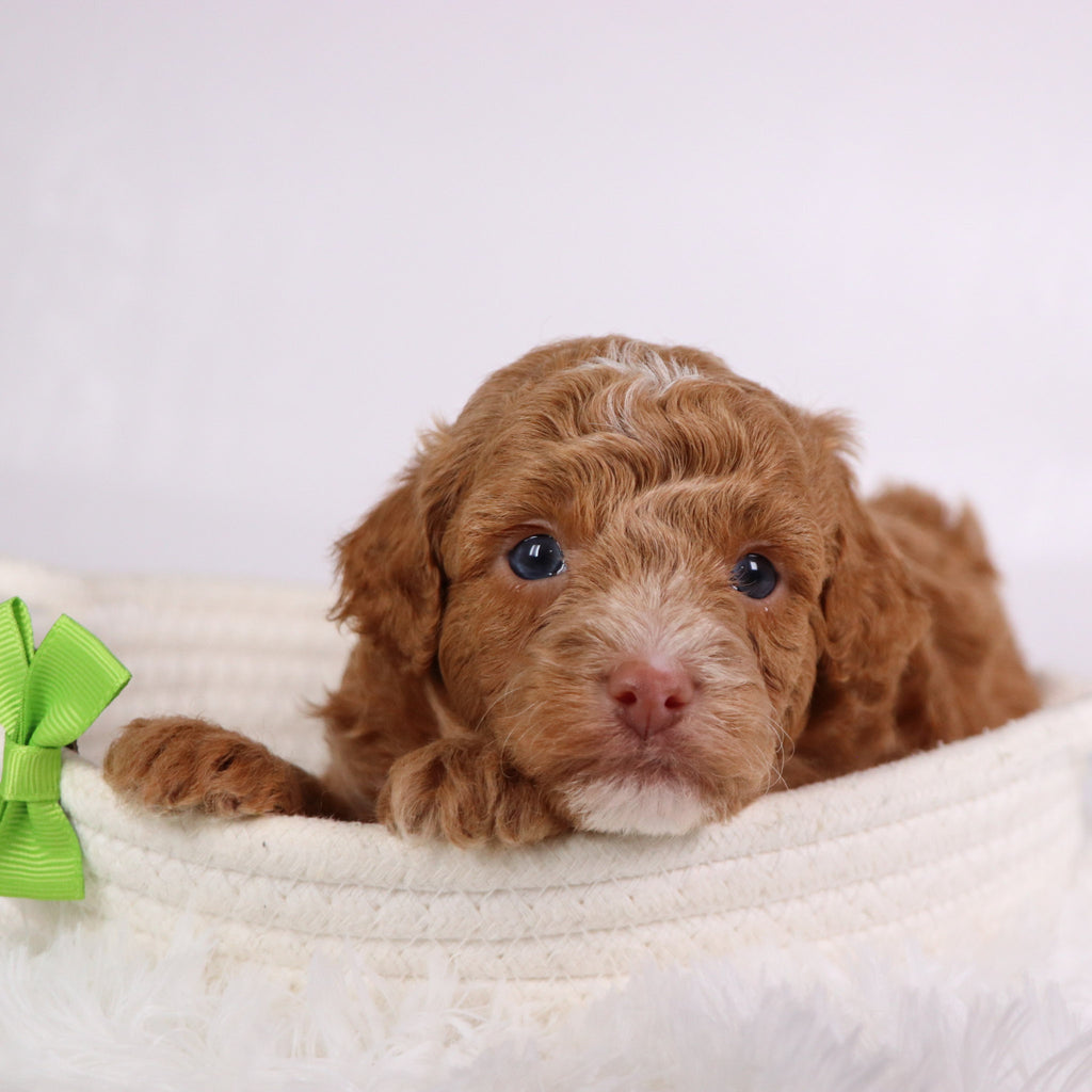 Logan - Available 11/26