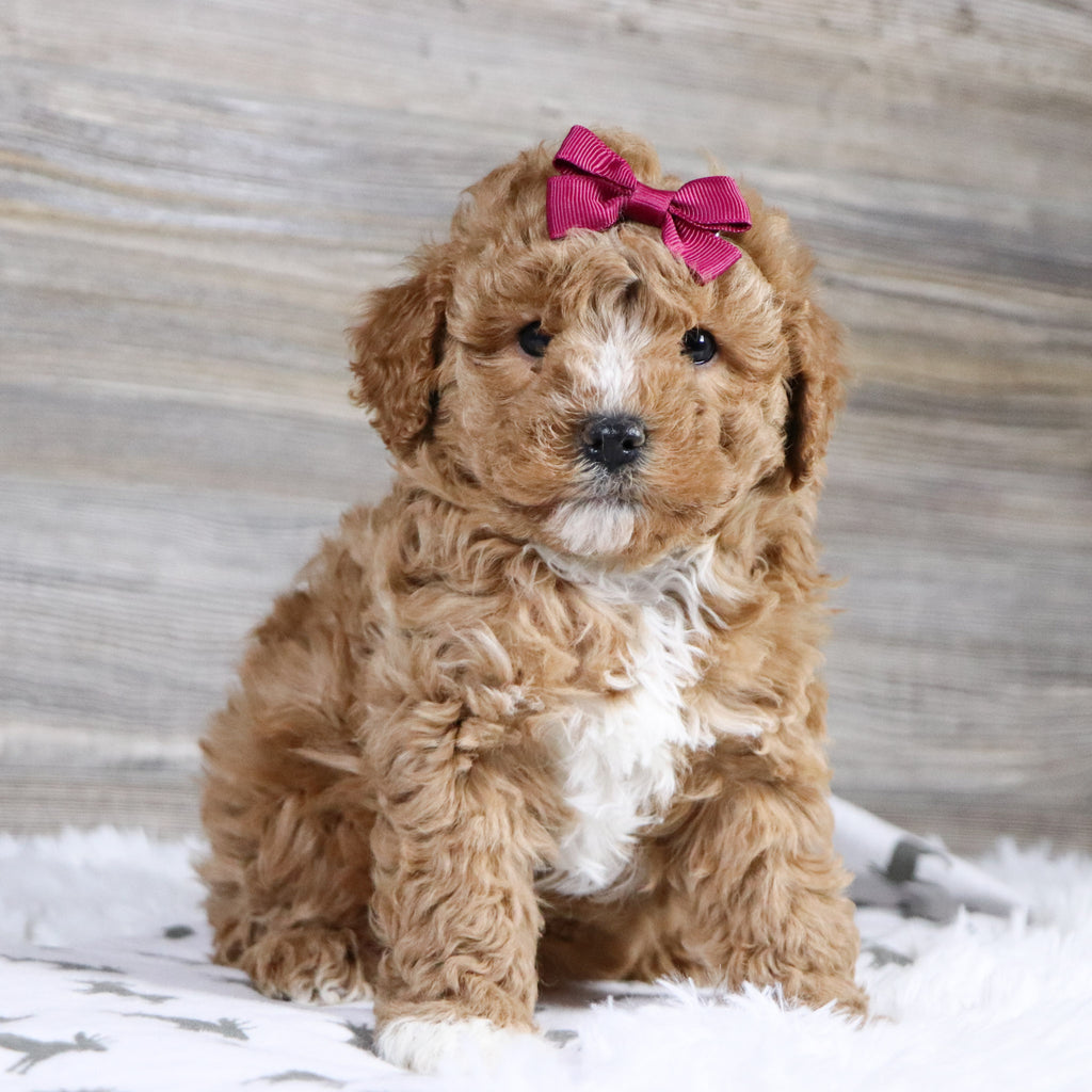 Lois - Available 12/31