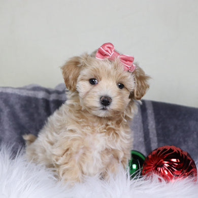 Lorena - Available 12/31