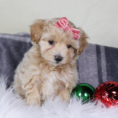 Lorena - Available 12/31