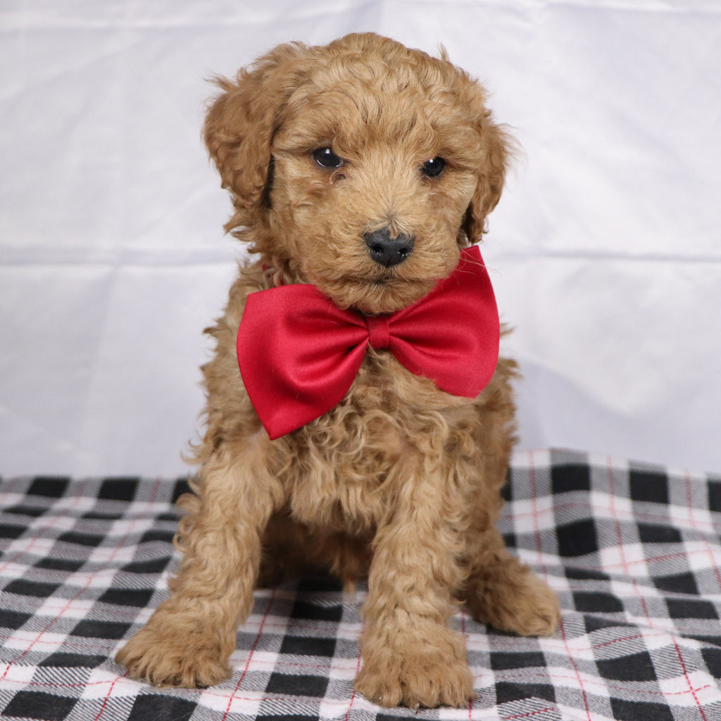 Lorenzo - Available 12/17