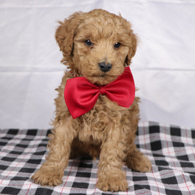 Lorenzo - Available 12/17