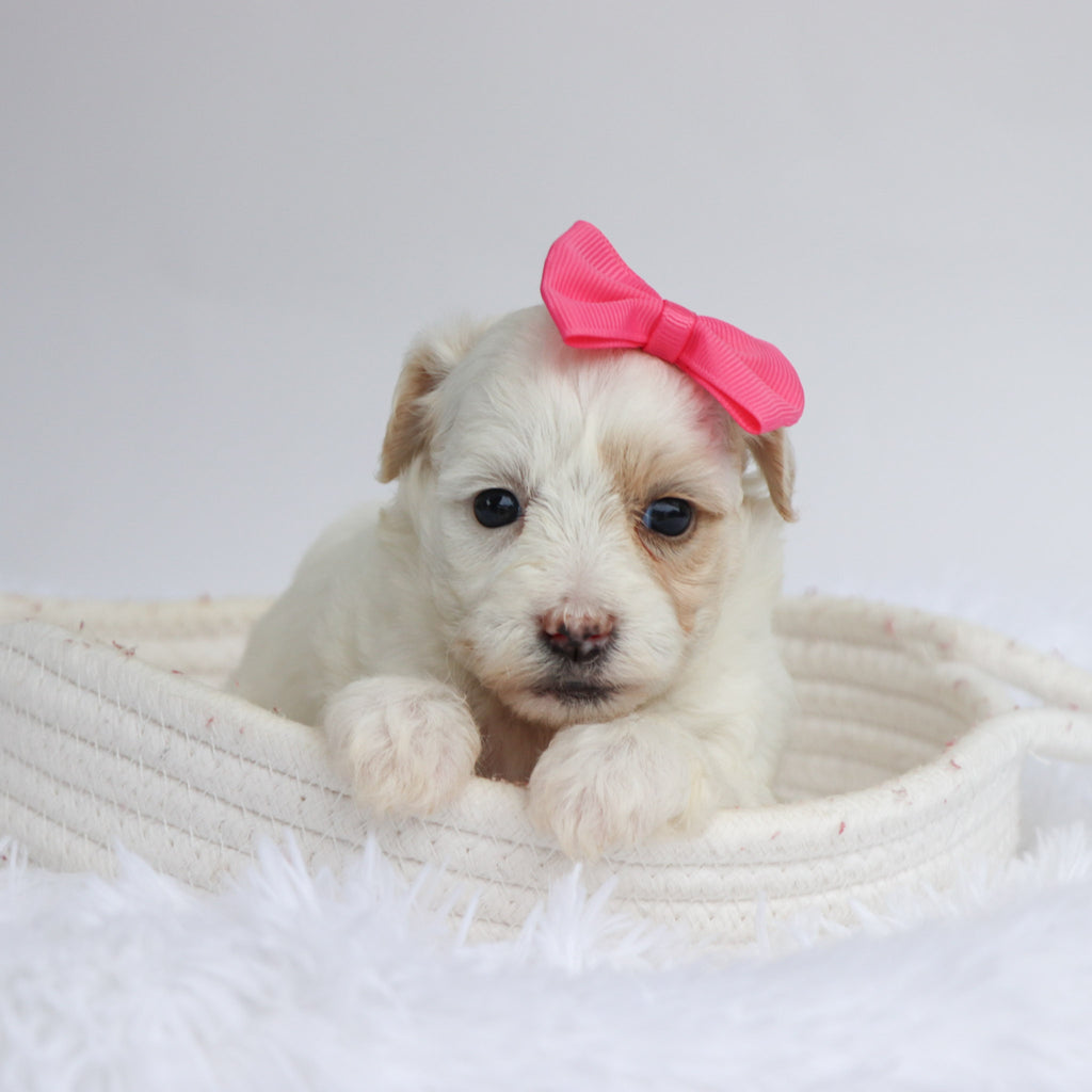 Loula - Available Now