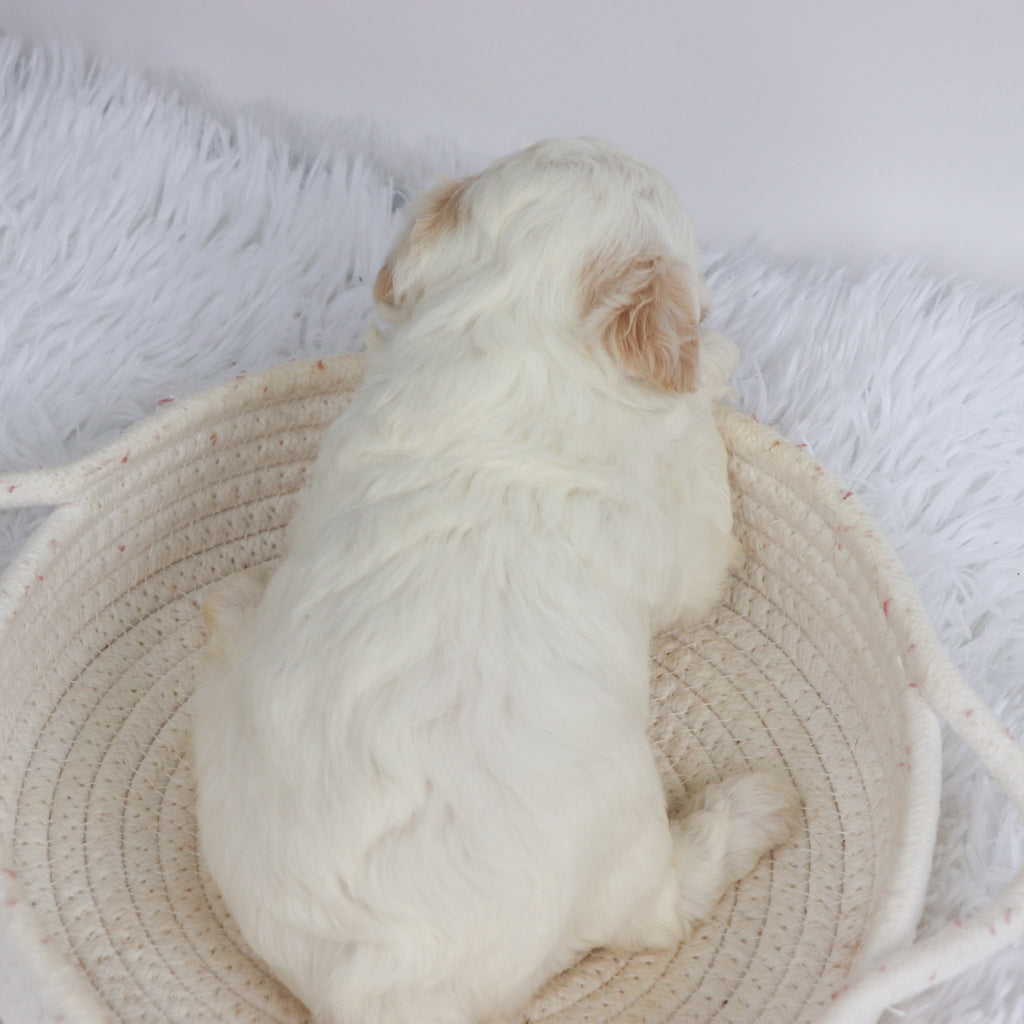 Loula - Available Now