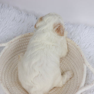 Loula - Available Now