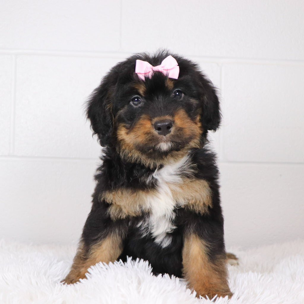 Luna - Available 1/15