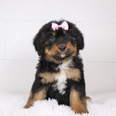 Luna - Available 1/15