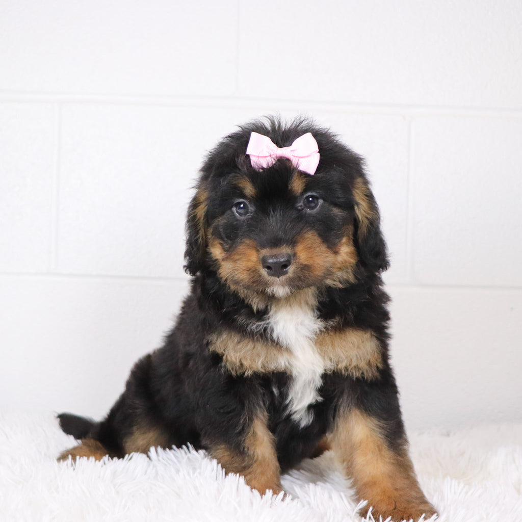 Luna - Available 1/15