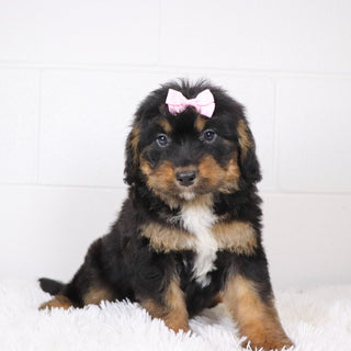 Luna - Available 1/15