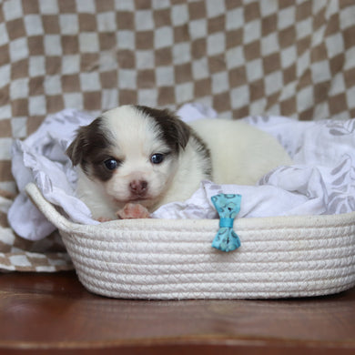 Gadget - Available 5/14