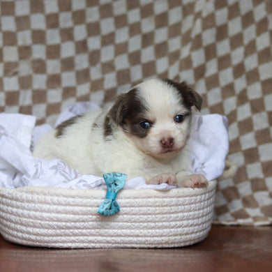 Gadget - Available 5/14