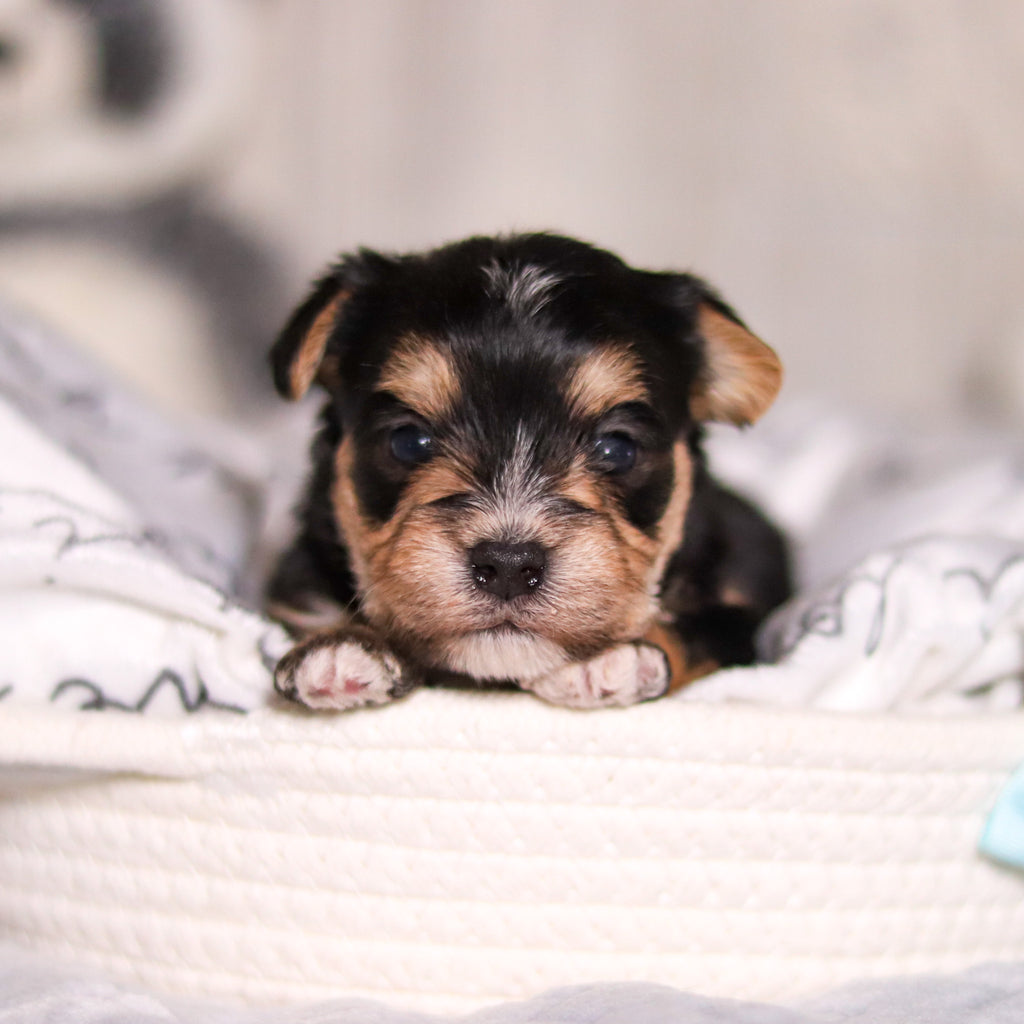 Ren - Available 3/26