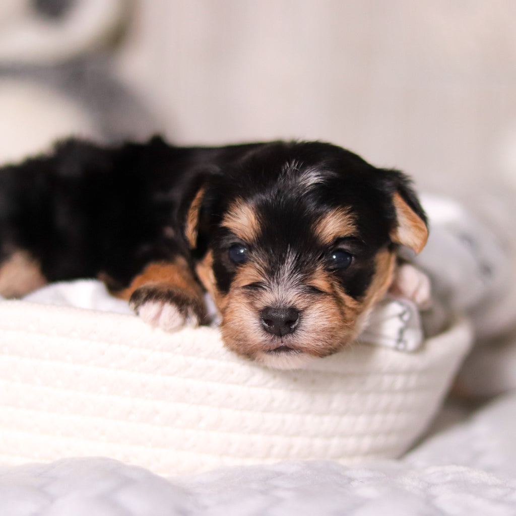 Ren - Available 3/26