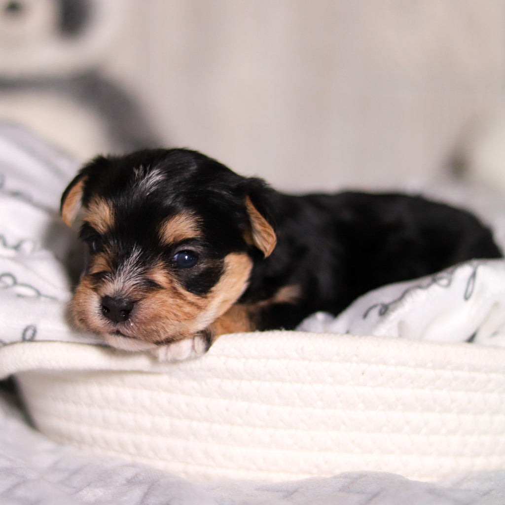 Ren - Available 3/26