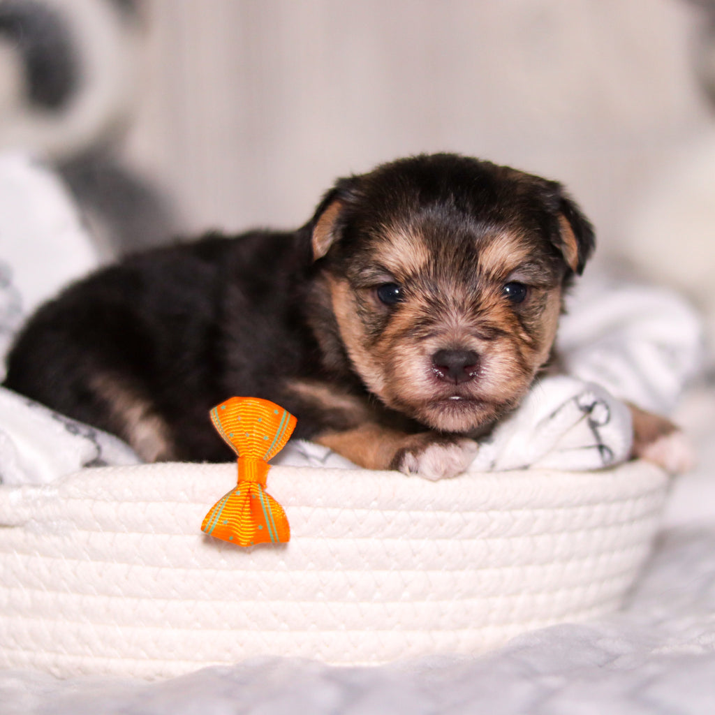 Beckett - Available 3/26