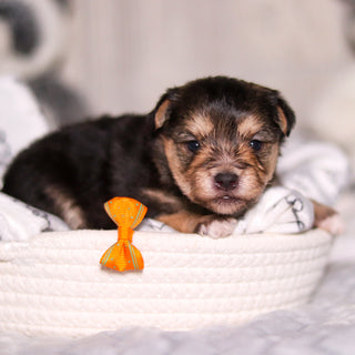 Beckett - Available 3/26