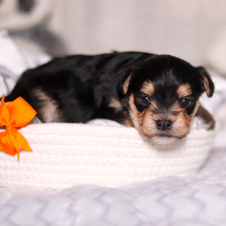 Phoenix - Available 3/26