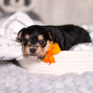 Phoenix - Available Now