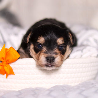 Phoenix - Available Now