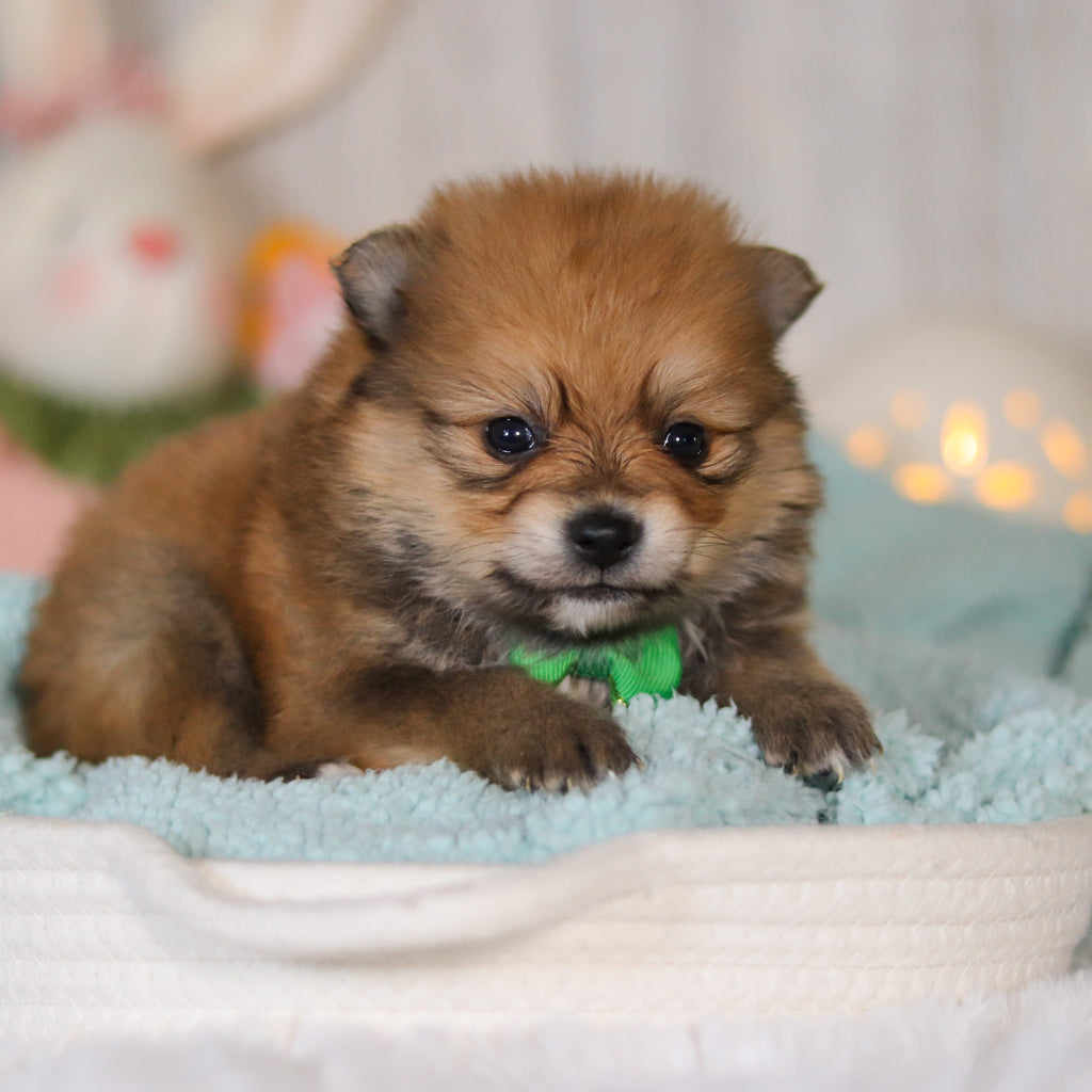 Wally - Available 5/7