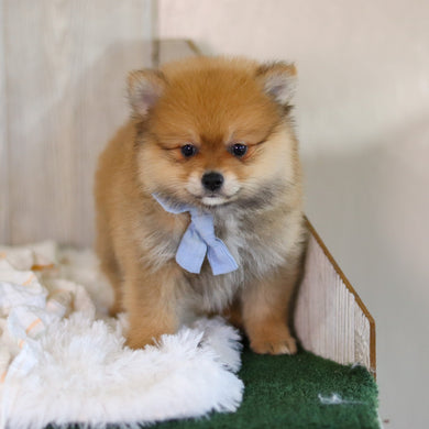 Wally - Available 5/7