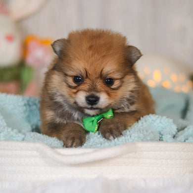 Wally - Available 5/7