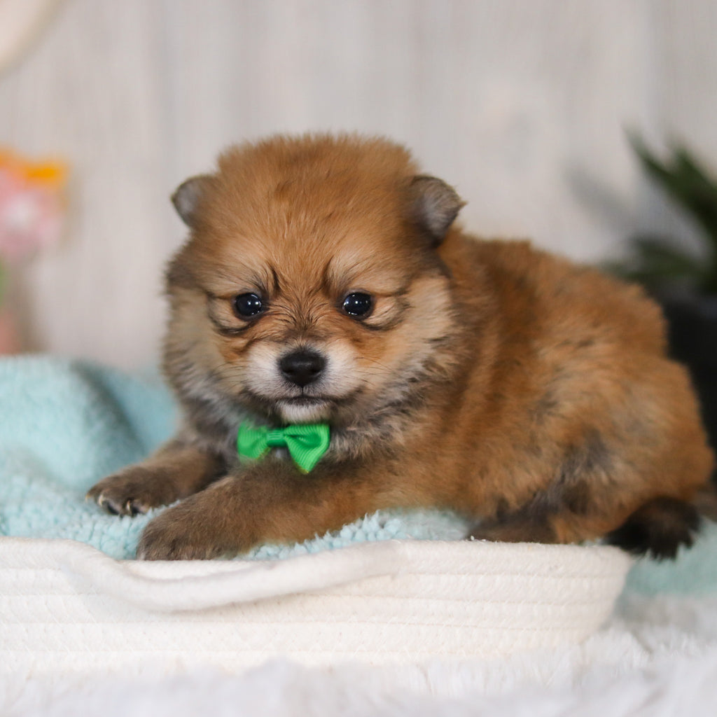 Wally - Available 5/7