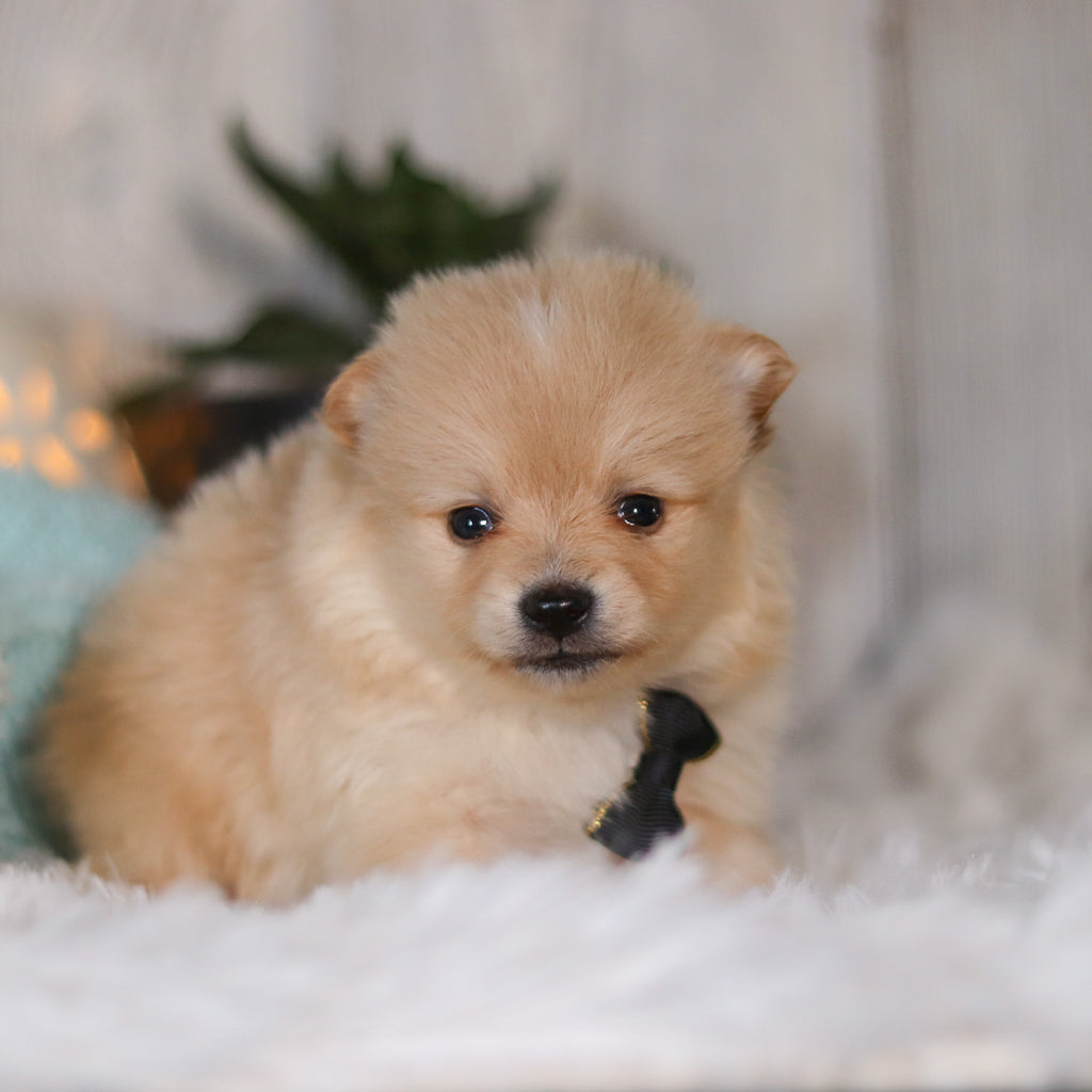 Winston - Available Now