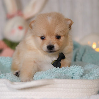 Winston - Available Now